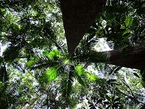 Tropical rain forest III